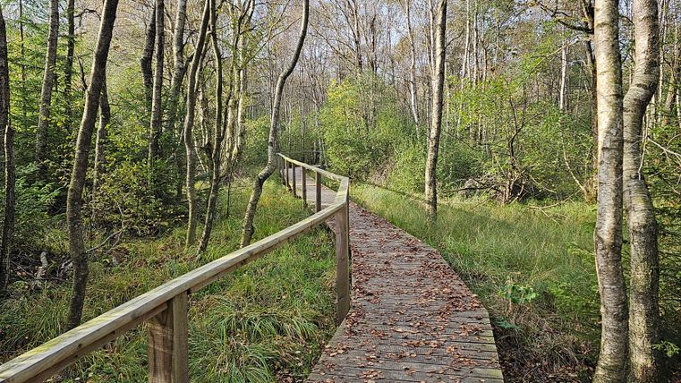 Ein Holzsteg schlängelt sich durch einen dichten Wald mit Laubbäumen und grünem Unterholz. Herbstblätter bedecken den Weg.