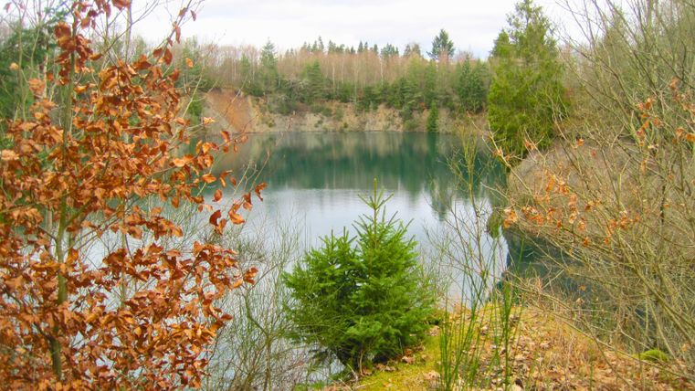 Een rustig meer omringd door bomen in de herfst met bruine bladeren en een kleine dennenboom op de voorgrond.