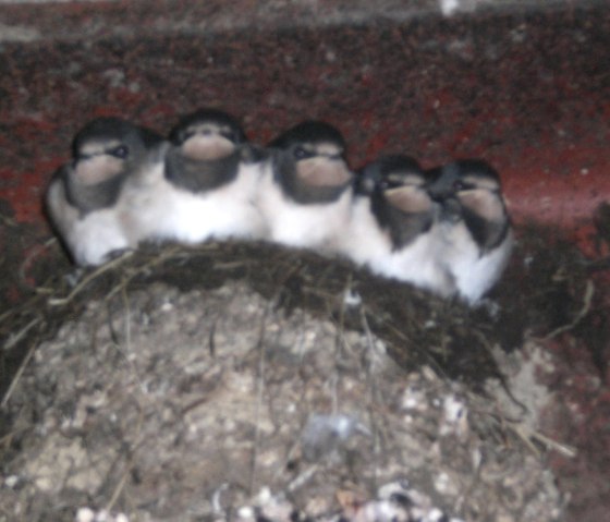 Young swallows