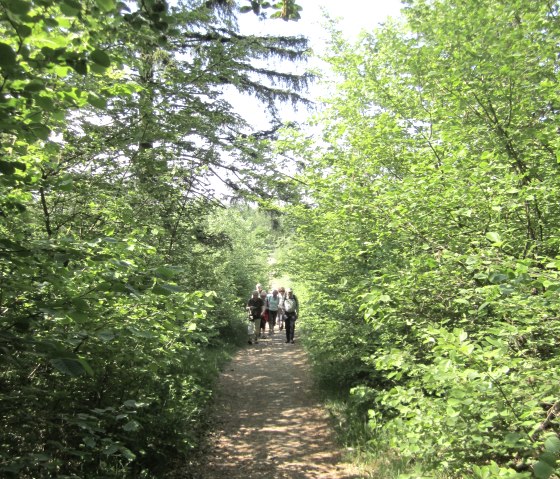 A group of people walk along a shady forest path, surrounded by lush greenery and trees., © Touristik GmbH Gerolsteiner Land