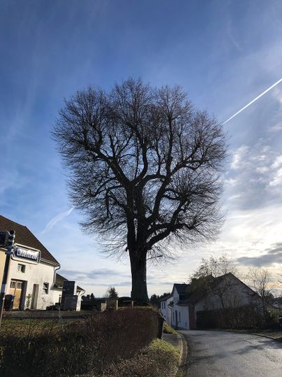 Eine große, kahle Linde steht neben einer Straße in einem Dorf mit Häusern im Hintergrund.