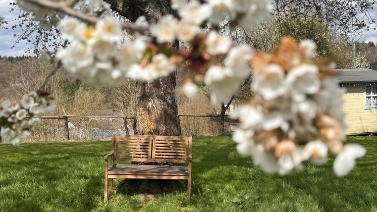 Kirschblüte im April