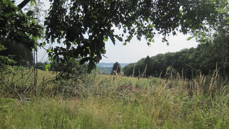 Blick durch Bäume auf eine Wiese mit hohem Gras und Wald im Hintergrund.