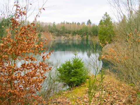 Een rustig meer omringd door bomen in de herfst met bruine bladeren en een kleine dennenboom op de voorgrond.