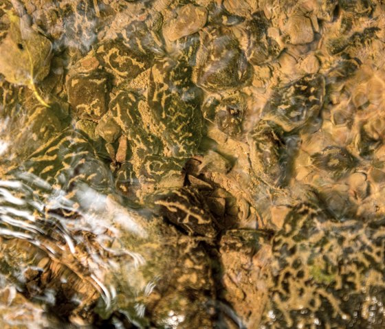 Wasser des Steffelner Drees, © Eifel Tourismus GmbH, Dominik Ketz