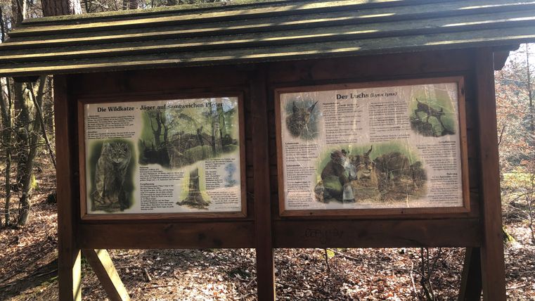 Lehrtafel im Wald über Wildkatze und Luchs.