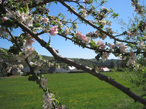 Branche en fleurs devant une prairie verte et des maisons en arrière-plan.