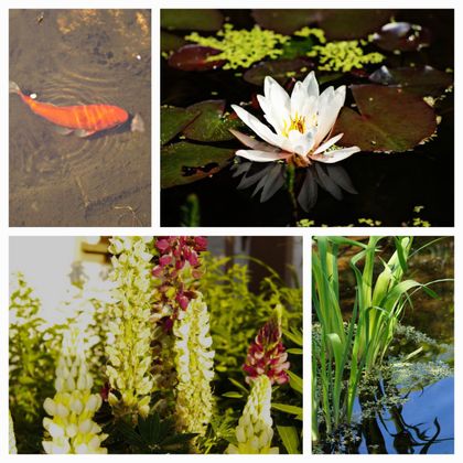 Een mooie waterlelie in een vijver met groene leliebladeren. In de hoek zwemt een oranje vis, omringd door waterplanten.