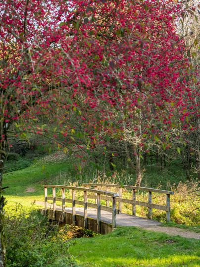 <p>Wanderweg über Holzbrücke, Baum mit roten Blüten im Hintergrund</p>