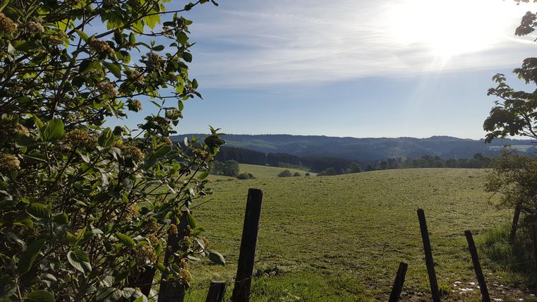 Landschaft mit Wiese, Bäumen und Morgensonne am Himmel.
