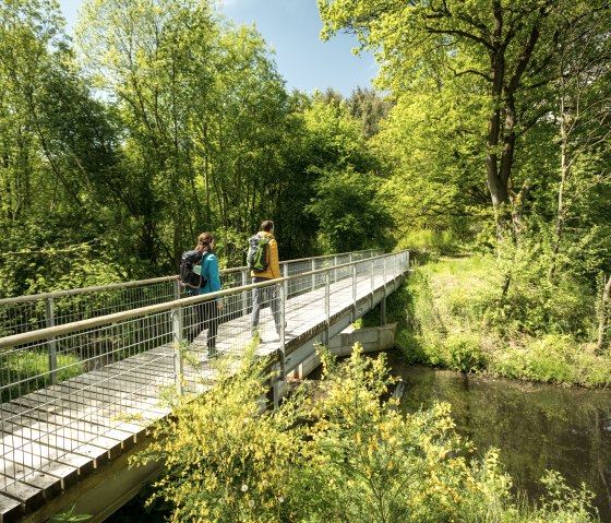 Gorse in the M&uuml;rmes nature reserve, &copy; Eifel Tourismus GmbH, Dominik Ketz
