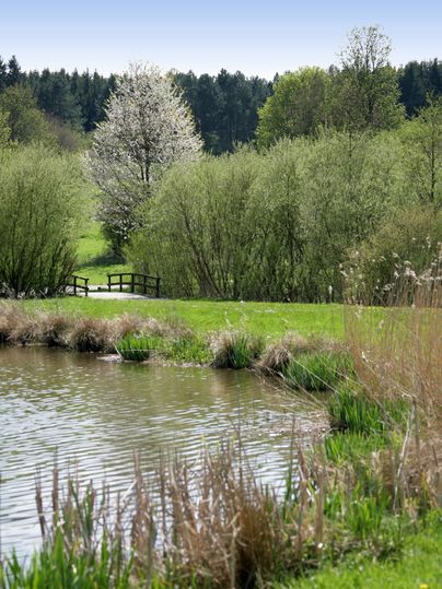 Ein Teich mit Schilf und Bäumen im Hintergrund, darunter ein blühender Baum und eine kleine Holzbrücke.