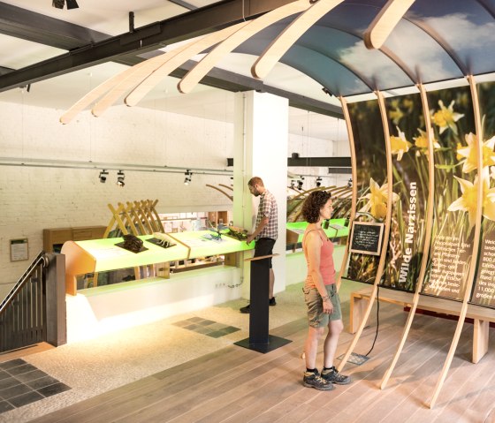 Wild daffodil exhibition in the H&ouml;fen National Park gate on the Eifelsteig trail, &copy; Eifel Tourismus/D. Ketz