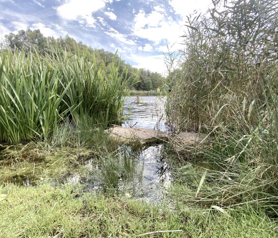 Green reeds and grass on the shore of the lake in the Bolsdorf valley, under a blue sky with clouds., © Touristik GmbH Gerolsteiner Land