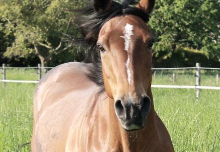 A brown horse with flowing mane runs towards the camera in a meadow with tall grass.