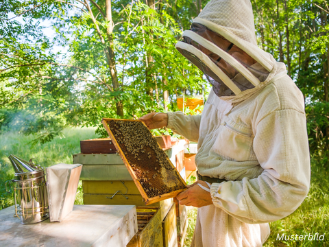 Ein Imker in Schutzkleidung hält eine Bienenwabe. Im Hintergrund sind Bäume und ein Smoker zu sehen. Es ist ein sonniger Tag.