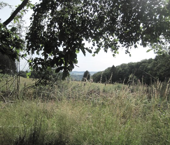 Blick durch Bäume auf eine grüne Wiese mit hohem Gras und Wald im Hintergrund, bei Kerschenbach., © Touristik GmbH Gerolsteiner Land