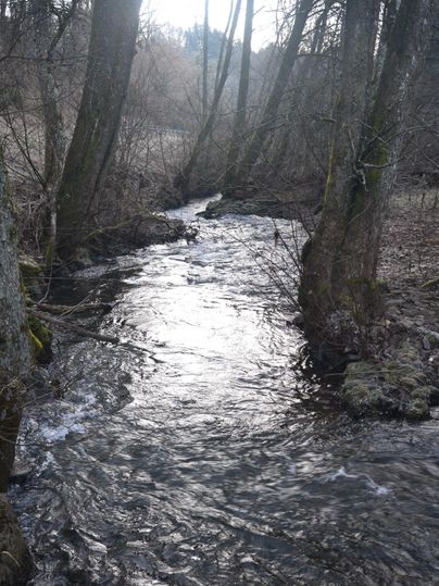Een rustige beek stroomt door een bos met kale bomen. Het wateroppervlak weerkaatst het licht en creëert een vredige sfeer.