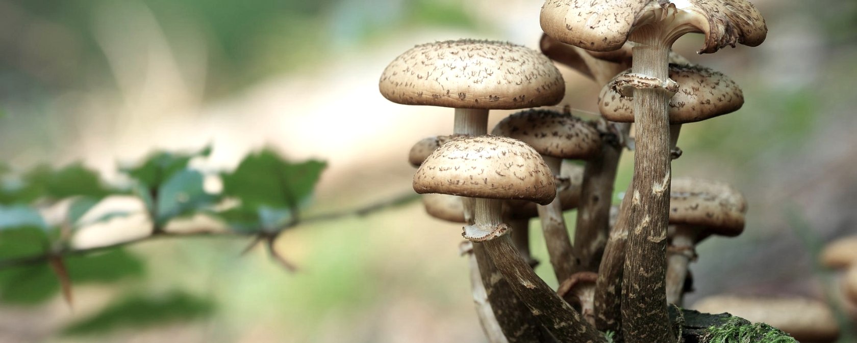 Pilze, &copy; pixabay