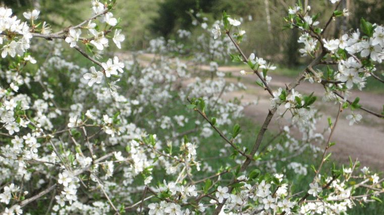 Blühende Zweige mit weißen Blüten vor einem Waldweg.