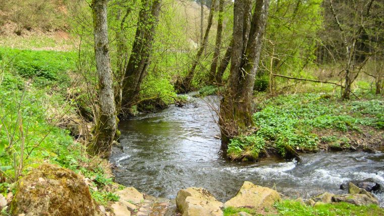 Fischbach im Wald