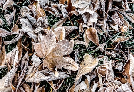 Frostige Blätter, © © Eifel Tourismus GmbH, Dominik Ketz