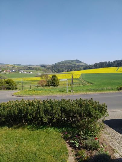 Un beau paysage avec des champs verts et un champ de colza jaune en arrière-plan. Au premier plan, des arbres et des buissons sont visibles.