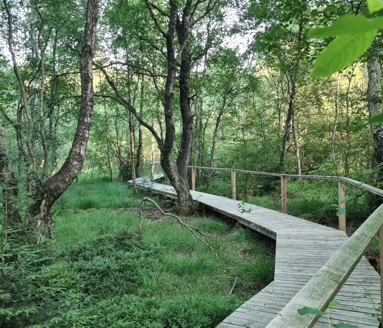 A wooden walkway winds its way through a dense, green forest with tall trees and lush foliage., © Touristik GmbH Gerolsteiner Land
