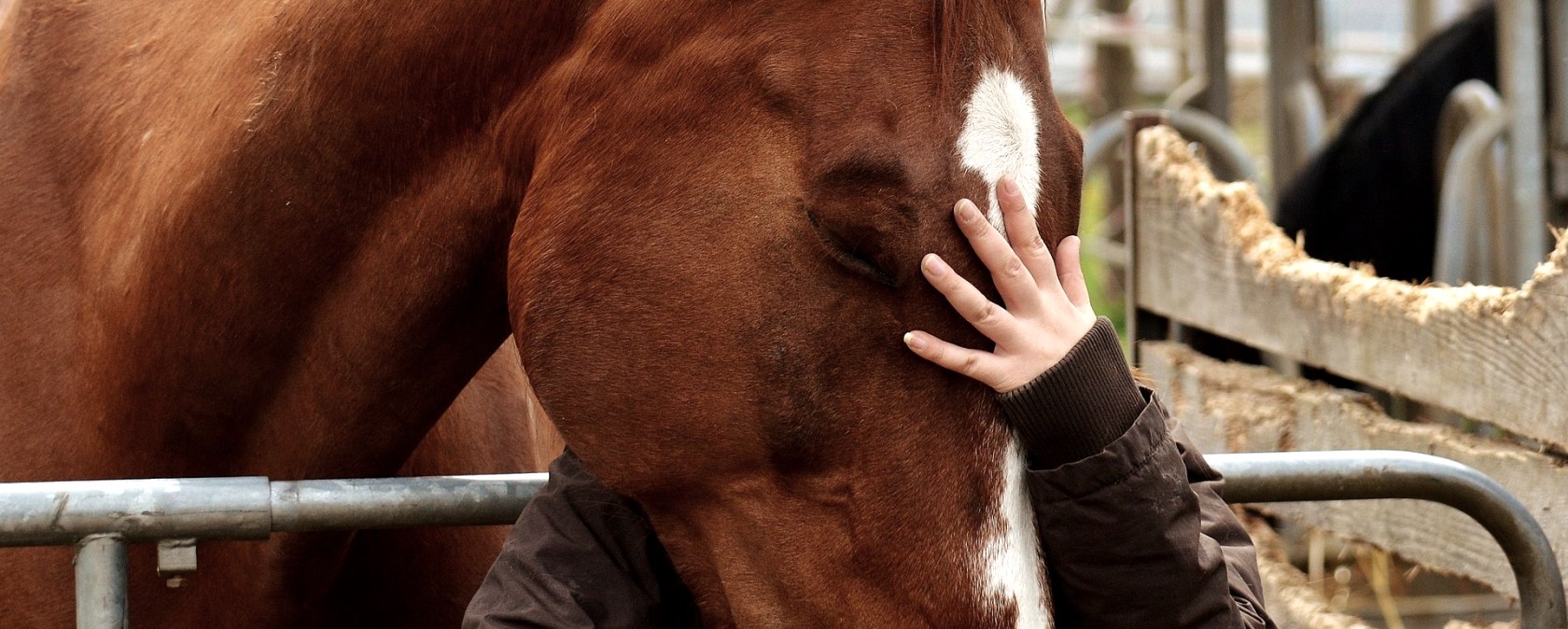 A horse looks over a fence and is stroked by a human.