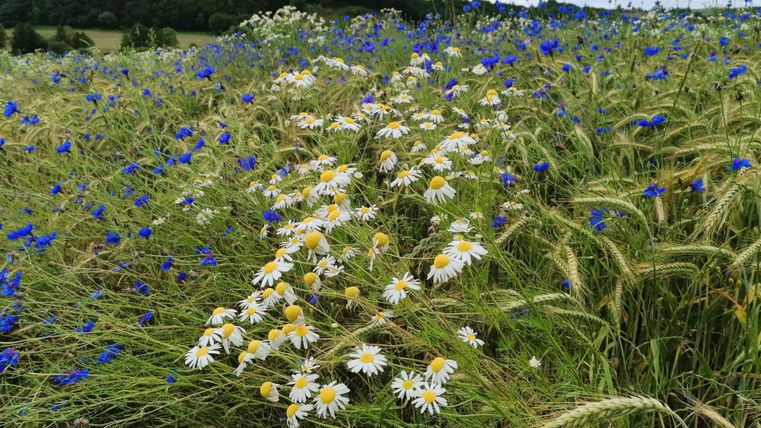 Ein blühendes Feld mit weißen Margeriten und blauen Kornblumen. Im Hintergrund sind sanfte Hügel und ein bewölkter Himmel zu sehen.