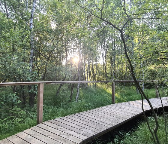 A wooden walkway leads through a green forest while the sun shines through the trees. Lush vegetation surrounds the path., © Touristik GmbH Gerolsteiner Land