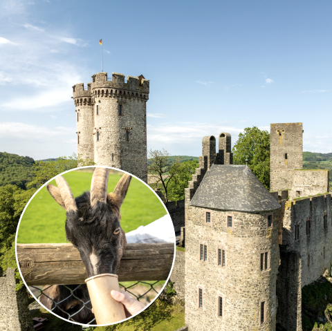 Die Kasselburg in Pelm zwischen B&auml;umen mit einem kreisrunden Bild einer Ziege, die gef&uuml;ttert wird, darauf.