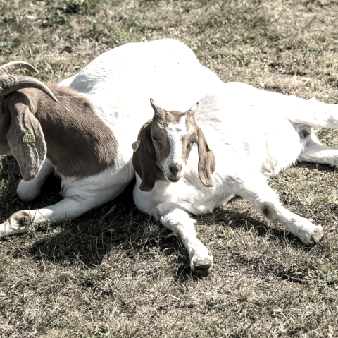 Ziegen Vulkangarten, &copy; Eifel Tourismus GmbH, Dominik Ketz