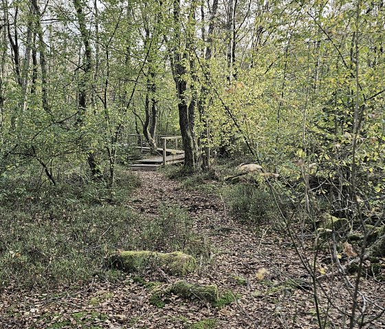 A narrow forest path leads through an autumnal raised bog with foliage and a wooden footbridge in the background., © Touristik GmbH Gerolsteiner Land