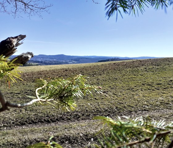Uitzicht over een groene weide naar een heuvelachtig landschap onder een blauwe hemel, omlijst door takken., © Touristik GmbH Gerolsteiner Land, Ute Klinkhammer