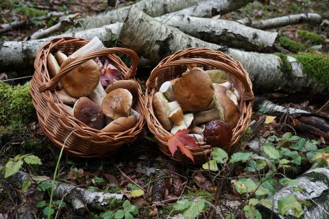 Deux paniers tressés pleins de champignons sont posés sur un sol forestier devant plusieurs branches séparées.