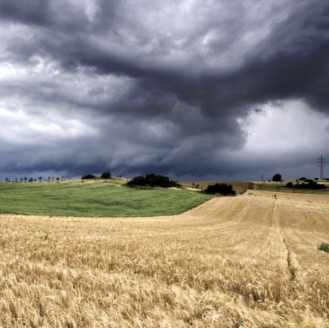Ein weitl&auml;ufiges Getreidefeld, wor&uuml;ber schwere dunkle Wolken am Himmel h&auml;ngen.