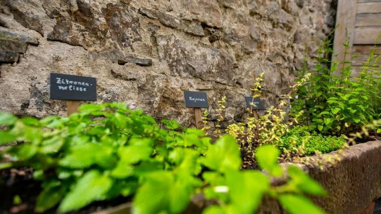 Ein kleiner Kräutergarten mit verschiedenen Pflanzen in einer Holzbox. Im Hintergrund ist eine Steinmauer zu sehen.