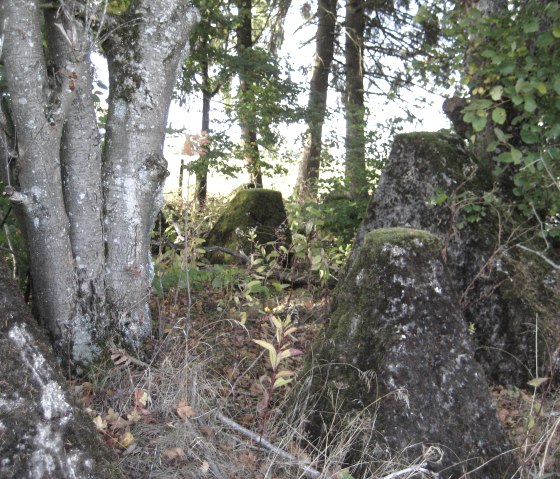 Moss-covered concrete humps in the forest near Ormont, surrounded by trees and foliage., © Touristik GmbH Gerolsteiner land