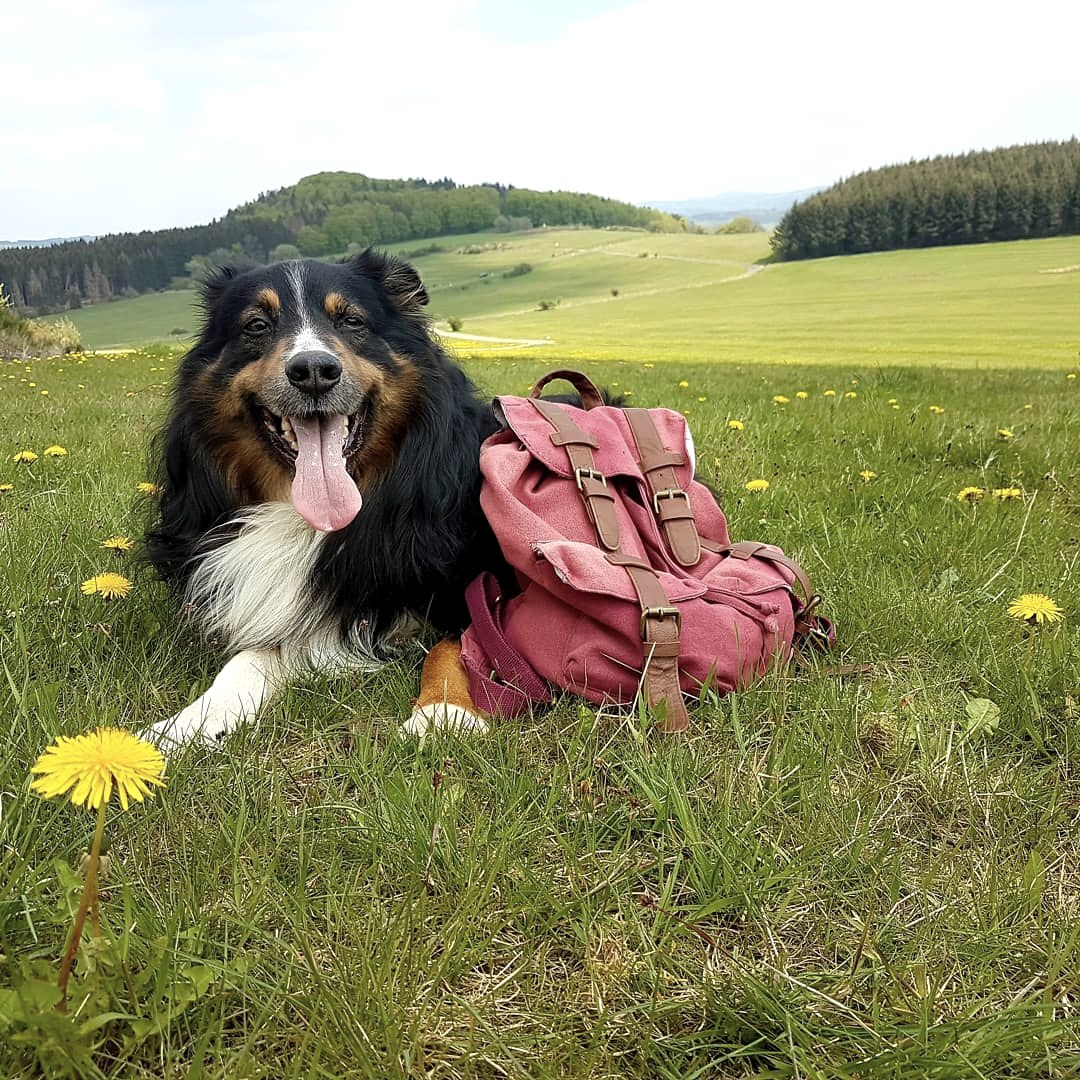 A dog is lying on a large meadow covered with dandelions. A red hiking rucksack is leaning against him.