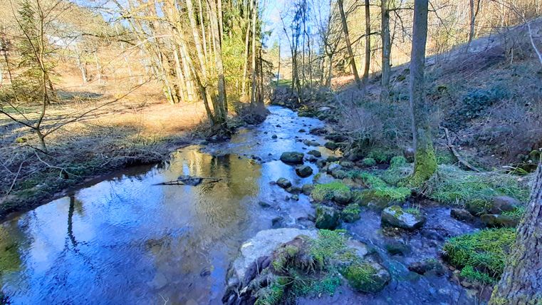 Un ruisseau clair traverse une zone boisée avec des pierres couvertes de mousse et des arbres dénudés.