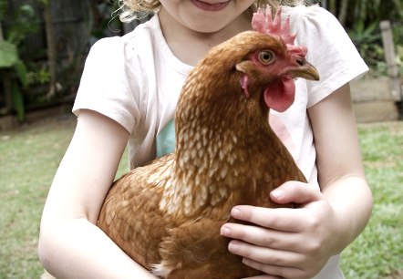 A young girl happily carries a brown chicken in her arms.