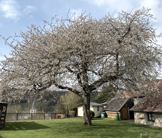 Kirschbl&uuml;te im April