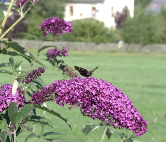 Schmetterlinge, &copy; Severa Faber