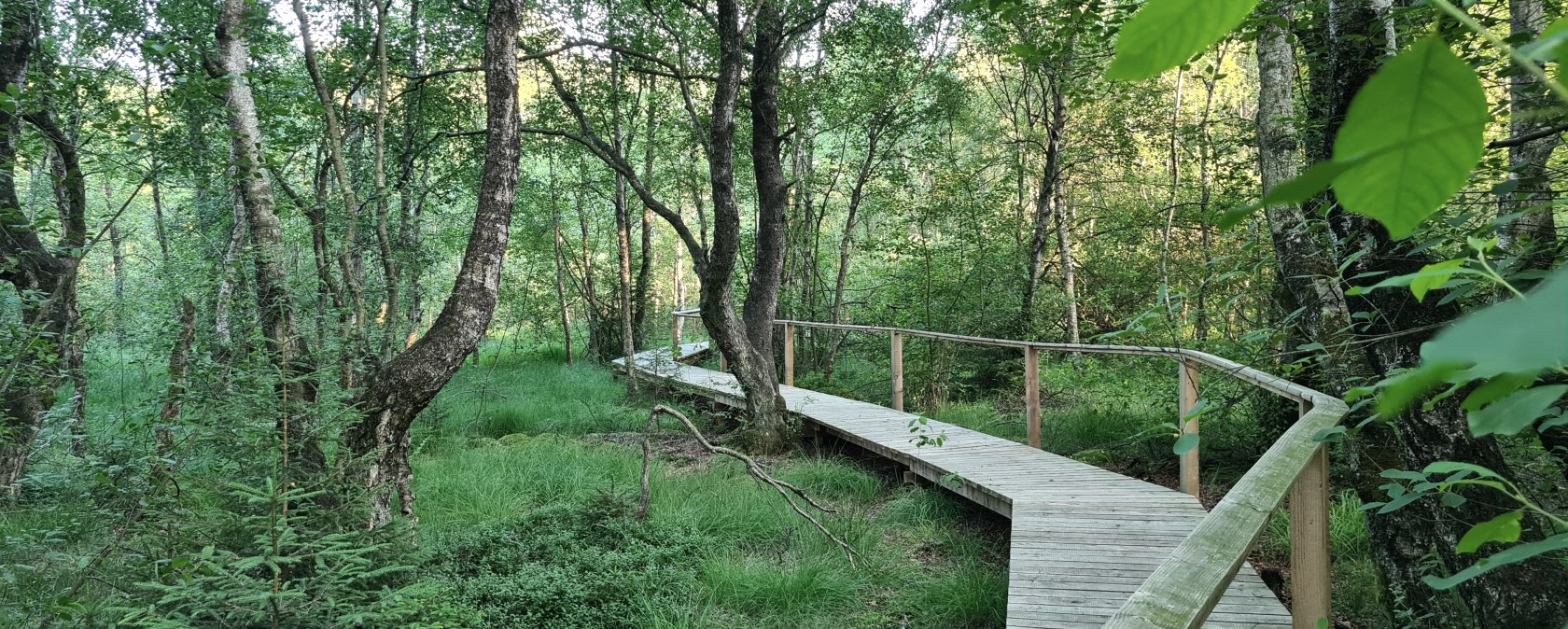 Een houten loopbrug slingert zich door een dicht, groen bos met hoge bomen en weelderig gebladerte.