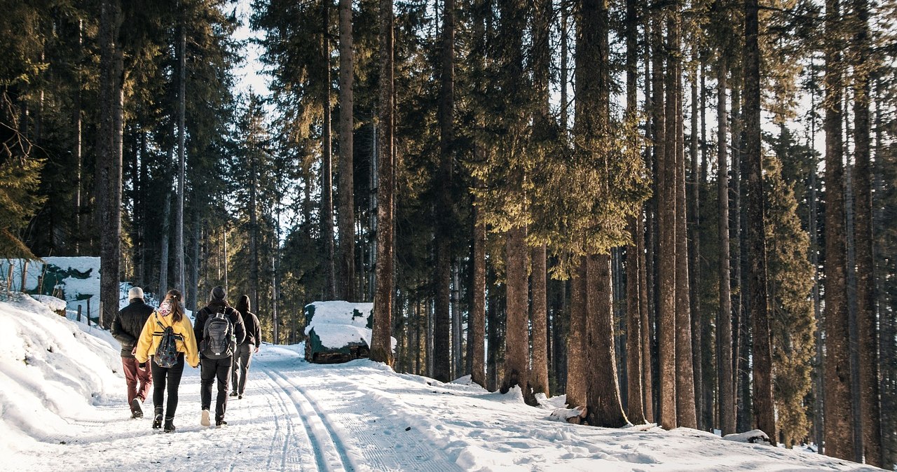 Eine Gruppe Wanderer läuft auf einem zugeschneiten Weg durch einen Nadelwald.