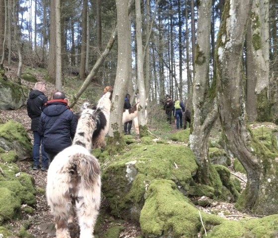 Een groep mensen wandelt over een smal pad  door het bos. Sommige mensen hebben lama's aan de leiband.