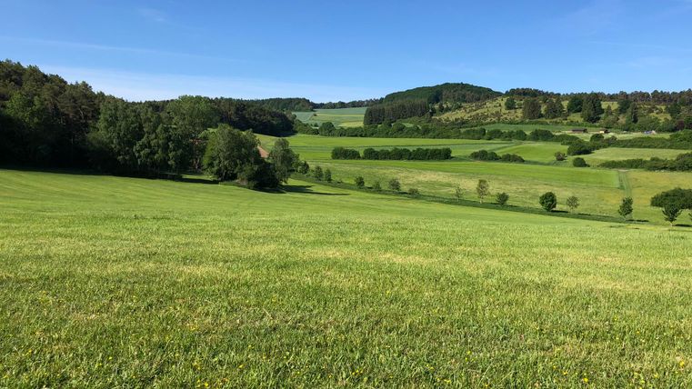 Eine weite, grüne Landschaft mit sanften Hügeln und Bäumen. Der Himmel ist klar und blau.