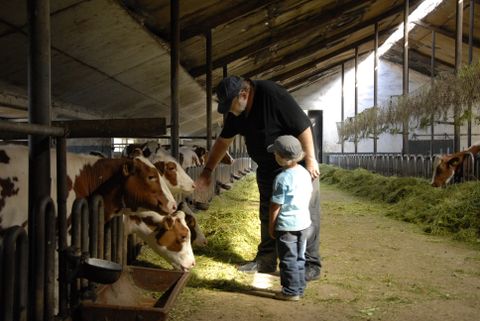 In einem Stall streicheln ein Bauer und ein Kind die Kühe, die in ihren Fressständen stehen.