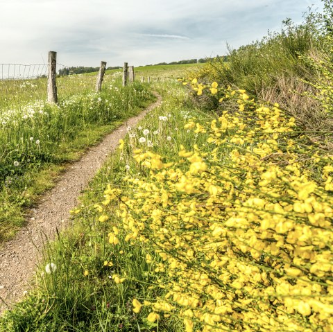 A nature trail runs alongside meadows and past flowering broom bushes.